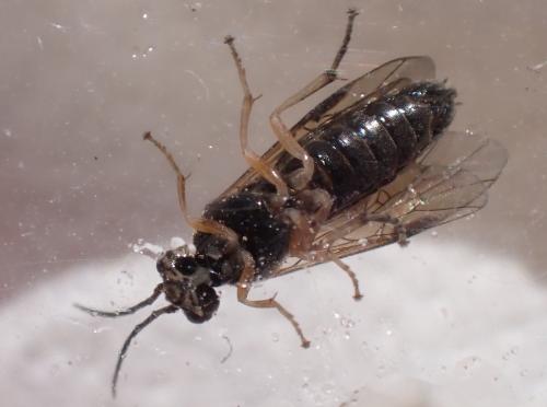 Priophorus compressicornis